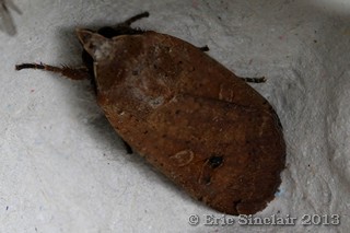 Large Yellow Underwing